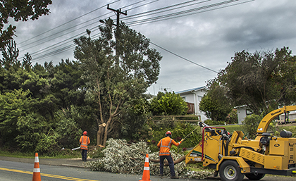 Review of tree regulations finally starting image